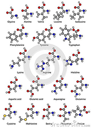 Structural chemical formulas of twenty basic amino acids Vector Illustration