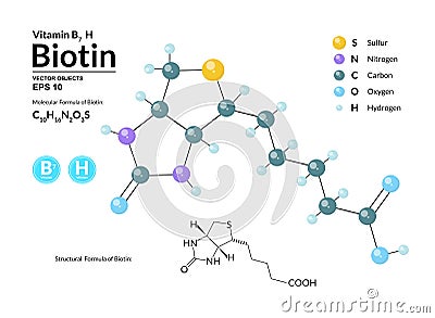 Structural chemical molecular formula and model of Biotin. Atoms are represented as spheres with color coding Vector Illustration