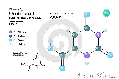 Structural chemical molecular formula and model of Orotic acid. Atoms are represented as spheres with color coding Vector Illustration