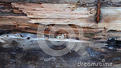 Structural damage to home from Black Carpenter Ant colony Camponotus Pennsylvanicus Stock Photo