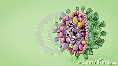 Structural detail of Hepatitis B virus isolated on green background. 3D illustration Cartoon Illustration