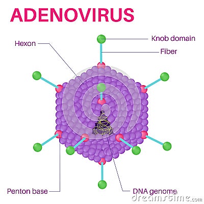Structure Of The adenovirus.Adenovirus is a virus. Vector Illustration