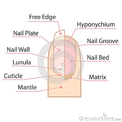 Structure and anatomy of human nail. Vector Illustration