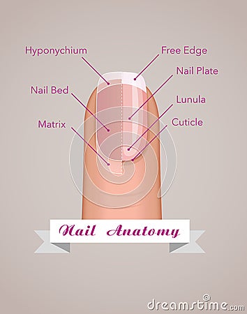 Structure and anatomy of human nail vector Vector Illustration