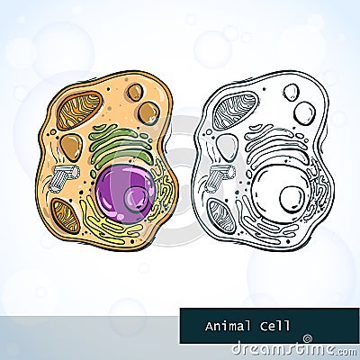 Structure of animal cell Vector Illustration