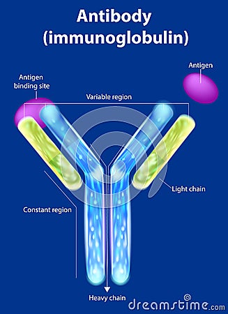 The structure of the antibody Vector Illustration