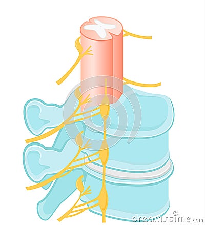 Structure of the back bone Stock Photo