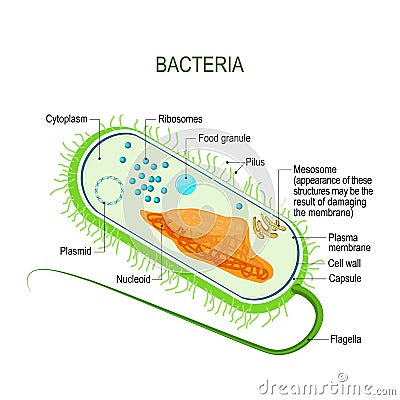 Structure of a bacterial cell. Anatomy of the prokaryote. unicellular organism Vector Illustration