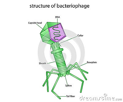 Structure of bacteriophage Stock Photo