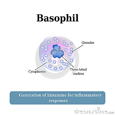 The structure of the basophil. Vector illustration Vector Illustration