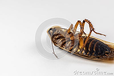 Structure of Blaptica dubia, Dubia roach, also known as the orange-spotted roach in the laboratory. Stock Photo