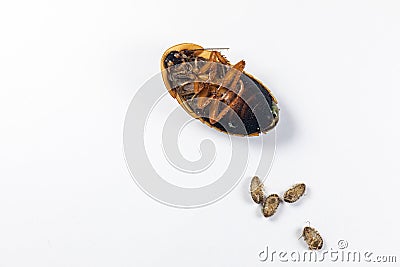 Structure of Blaptica dubia, Dubia roach, also known as the orange-spotted roach in the laboratory. Stock Photo