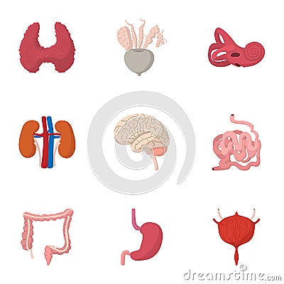 Structure of body icons set, cartoon style Vector Illustration