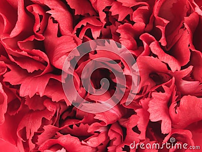 Structure of carnation flower Stock Photo