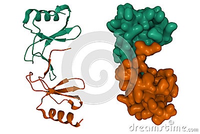 Structure of CC chemokine ligand 5 CCL5 dimer Stock Photo