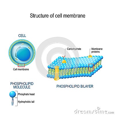 Structure of cell membrane Vector Illustration
