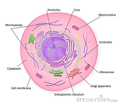 Structure of cell with signed particles Vector Illustration