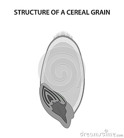Structure of a Cereal Grain (caryopsis). Vector Illustration