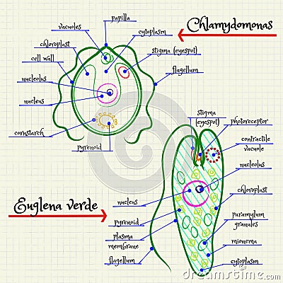 The structure of Chlamydomonas and Euglena Vector Illustration
