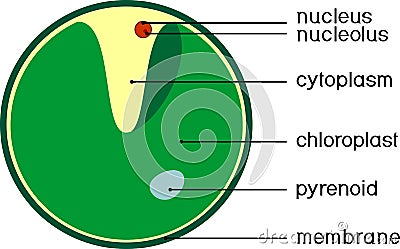 Structure of Chlorella single-celled green algae with titles Vector Illustration
