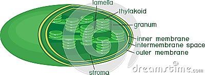 Structure of chloroplast with titles Stock Photo