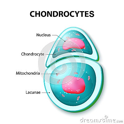 Structure of the chondrocytes Vector Illustration