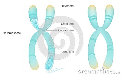 Structure of Chromosome in human body. Vector Illustration