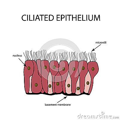 The structure of the ciliated epithelium. Infographics. Vector illustration on background Vector Illustration