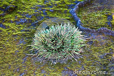 structure of clump (polster plant) of Phippsia algida Stock Photo