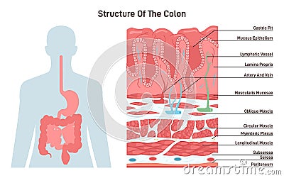 Structure of the colon. Human digestive system anatomy. Intestinal villi Vector Illustration