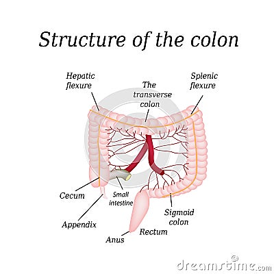 The structure of the colon. Vienna intestine. Infographics. Vector illustration on isolated background Vector Illustration