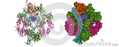 Structure of the complement complex Stock Photo