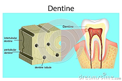 Structure of Dentine. Vector Illustration