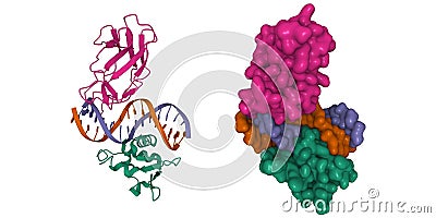 Structure of the DNA binding domains of human FLI1 (green) and Runx2 (pink) in complex with DNA Stock Photo