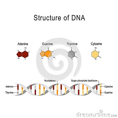 Structure of DNA Cartoon Illustration