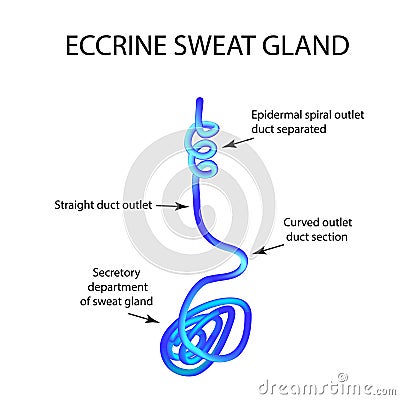 Structure Eccrine sweat gland. Infographics. Vector illustration on background Vector Illustration