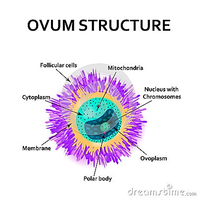 The structure of the egg. Ovum anatomy. Vector illustration on isolated background Vector Illustration