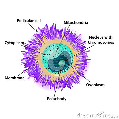 The structure of the egg. Ovum anatomy. Vector illustration on isolated background Vector Illustration