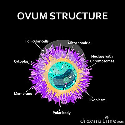 The structure of the egg. Ovum anatomy. Vector illustration on isolated background Cartoon Illustration