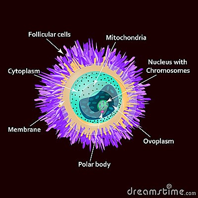 The structure of the egg. Ovum anatomy. Vector illustration on isolated background Vector Illustration