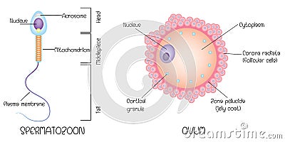 Structure of egg and sperm Vector Illustration