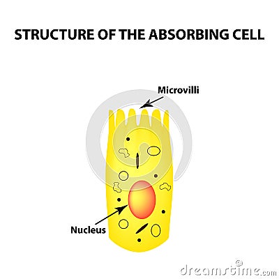 Structure of the enterocyte. absorptive cells intestine. Infographics. Vector illustration on isolated background. Vector Illustration