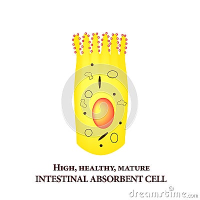 Structure of the enterocyte. absorptive cells intestine. Infographics. Vector illustration on isolated background. Vector Illustration