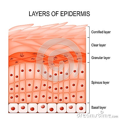 Layers of epidermis Vector Illustration