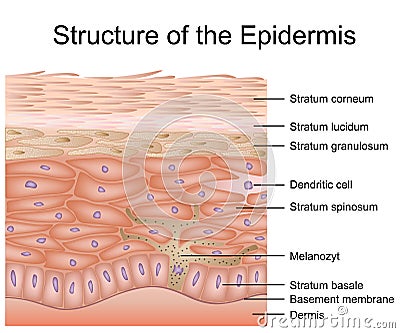 Structure of the epidermis medical vector illustration, dermis anatomy Vector Illustration