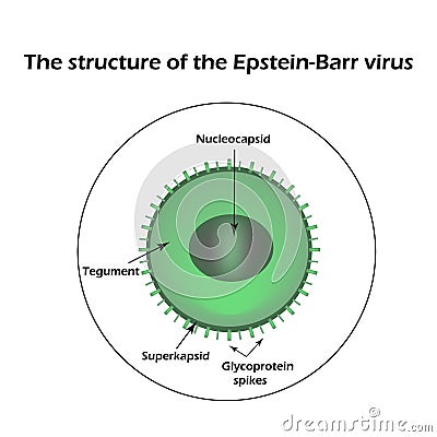 The structure of the Epstein-Barr virus. Infographics. Vector illustration Vector Illustration