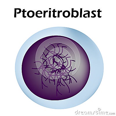 The structure of the erythrocyte. Erythrocyte blood cell. The structure of the red blood cell. Reticulocyte Vector Illustration