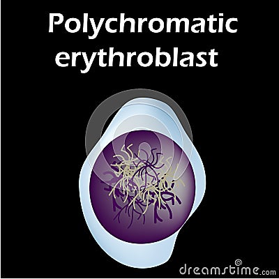 The structure of the erythrocyte. Erythrocyte blood cell. The structure of the red blood cell. Reticulocyte Vector Illustration