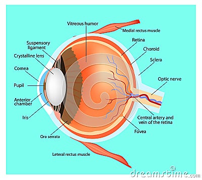 Structure of the eye. Vector Illustration