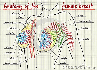 Structure of the female breast Vector Illustration